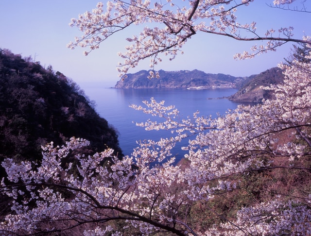 行くならここ 雄大な景色に囲まれた島根県の桜の名所おすすめ5選 Skyticket 観光ガイド