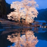 桜が見える露天風呂！お花見できる温泉宿5選