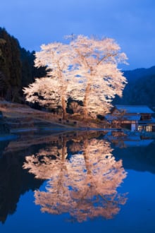 桜が見える露天風呂！お花見できる温泉宿5選