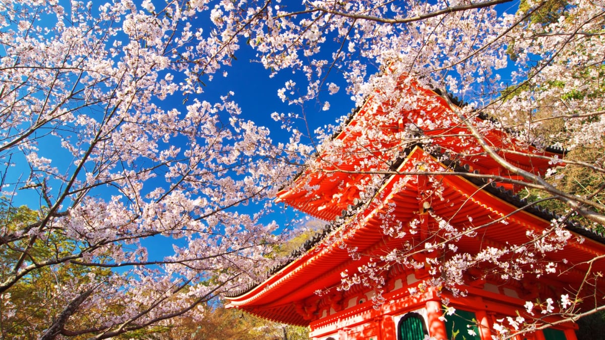 22年最新 関西 桜の穴場名所6選 静かなお花見に最適 今年注目のスポットをご紹介 Skyticket 観光ガイド