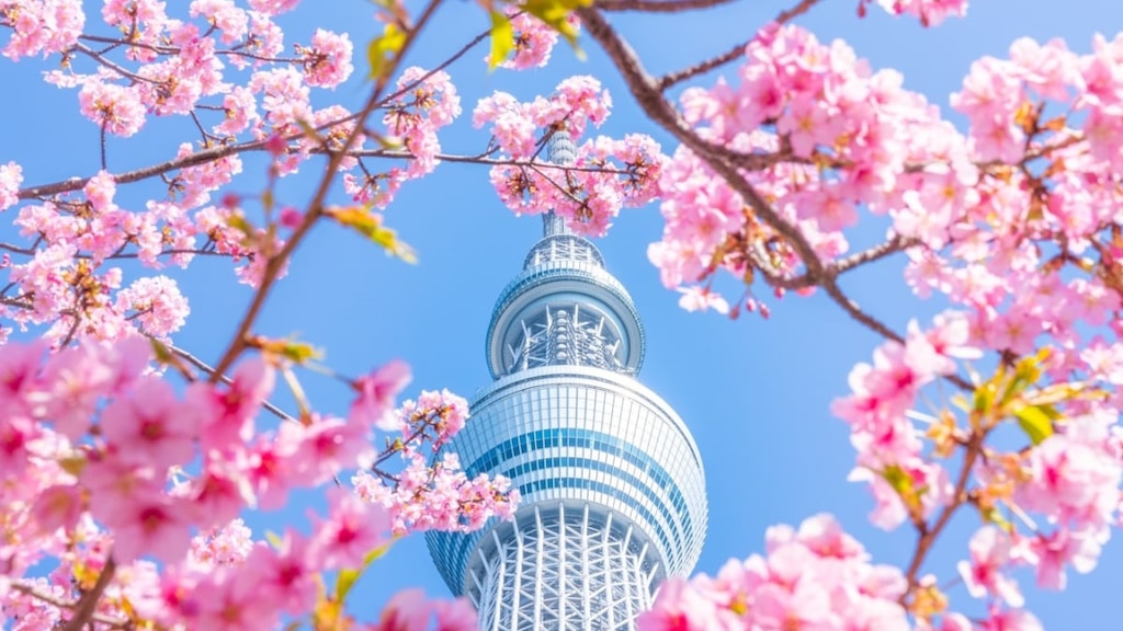 【絶景】河津桜とスカイツリー、今が見ごろの早咲き桜