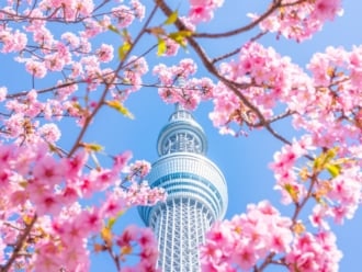 河津桜×スカイツリー（東京）