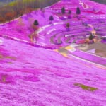 ひがしもこと芝桜公園