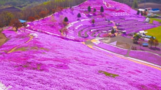 ひがしもこと芝桜公園