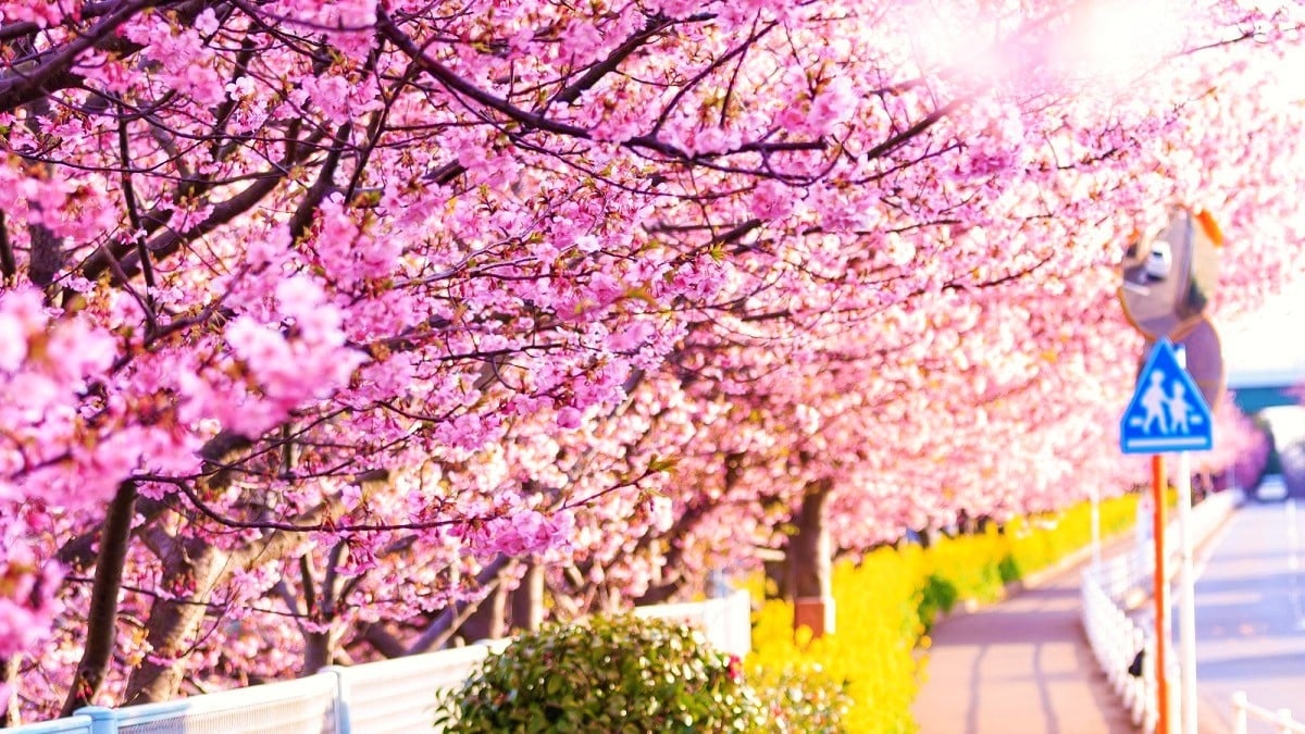 三浦海岸 河津桜が開花 21年の三浦海岸桜まつりは中止 Skyticket 観光ガイド