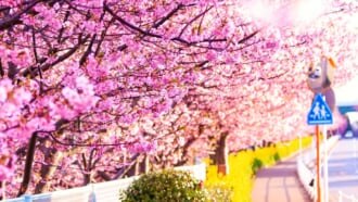 三浦海岸 河津桜