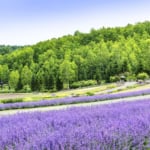 オートリゾート滝野