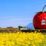 フルーツバス停