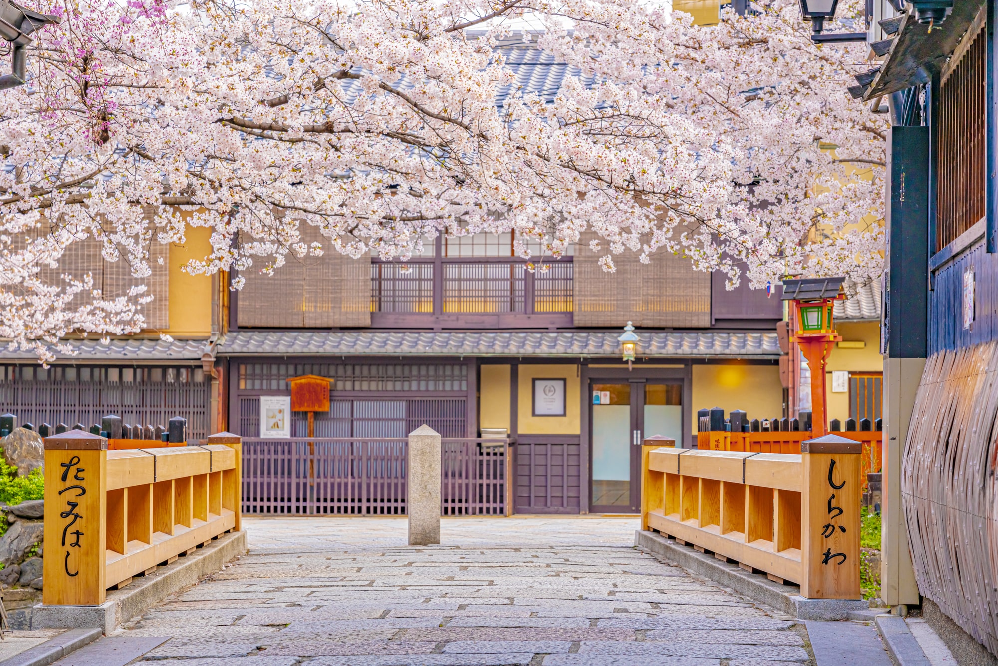 京都の桜 混雑しない朝観光がおすすめ サイクリングで桜の名所を巡るモデルコース Skyticket 観光ガイド