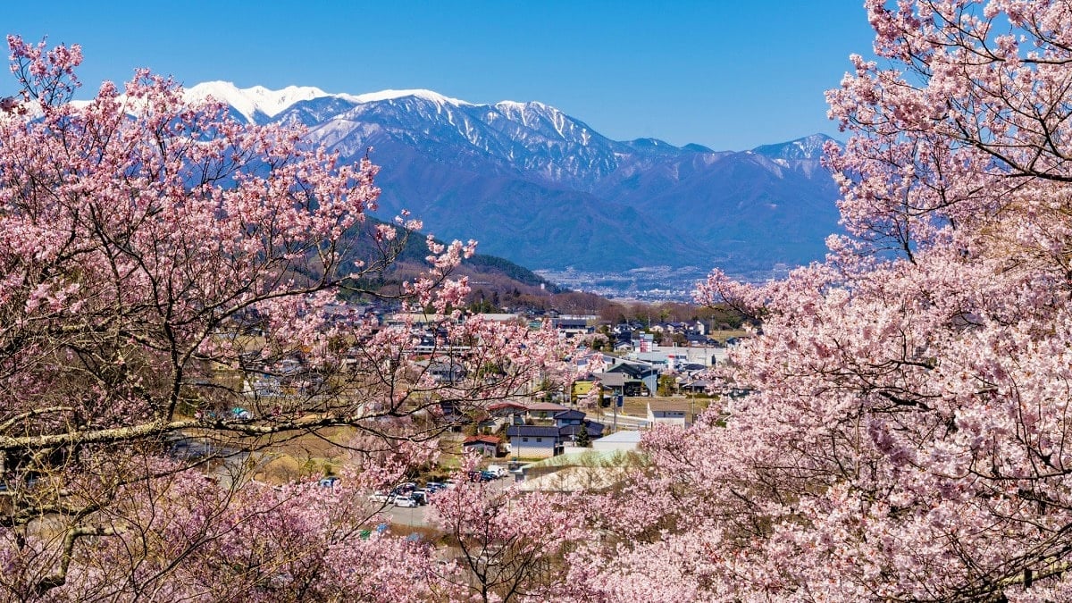 高遠城址公園 21年桜の開花情報 高遠さくら祭り は開催 Skyticket 観光ガイド