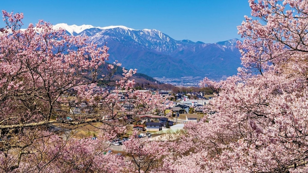 【高遠城址公園】2021年桜の開花情報「高遠さくら祭り」は開催！