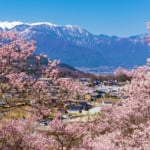 高遠城址公園の桜