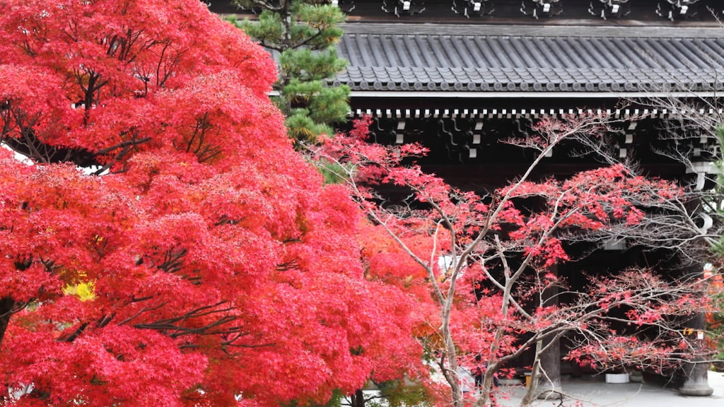 非公開の文化財や紅葉の映える庭園「京都 秋の特別公開」はWeb事前予約を。