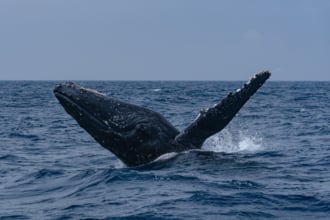 沖縄アイランドクルー