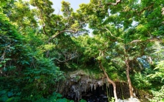 自然の息吹を感じられるガンガラーの谷