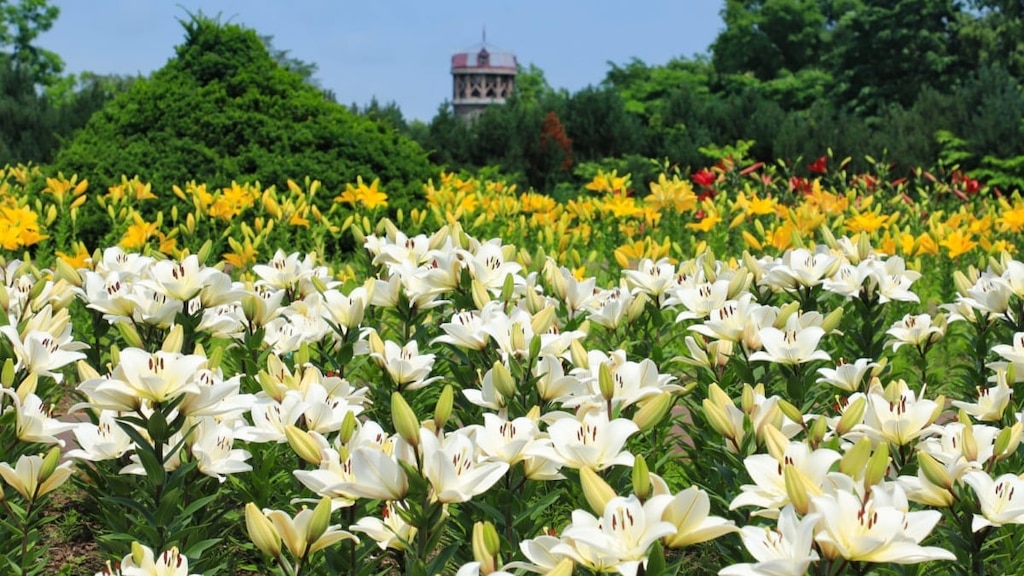 百合が原公園｜ユリやダリアが咲き誇る札幌のおすすめフラワーパーク