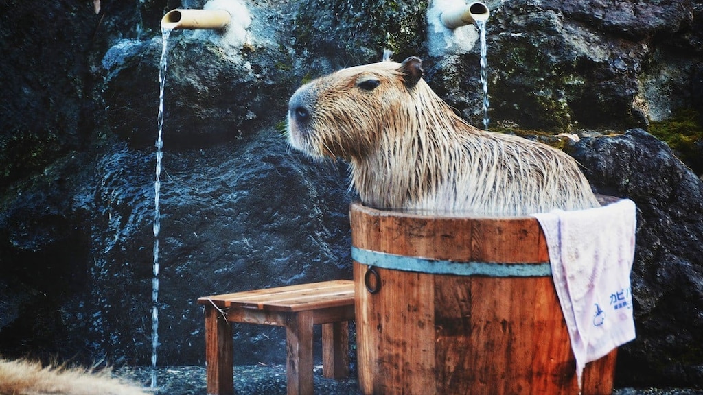 カピバラの長風呂対決で人気！カピバラの入浴姿が見られる動物園