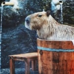 カピバラのお風呂