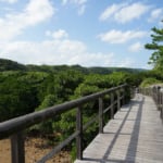 東村ふれあいヒルギ公園