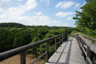 東村ふれあいヒルギ公園