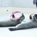 おたる水族館 ゴマフアザラシ ショー