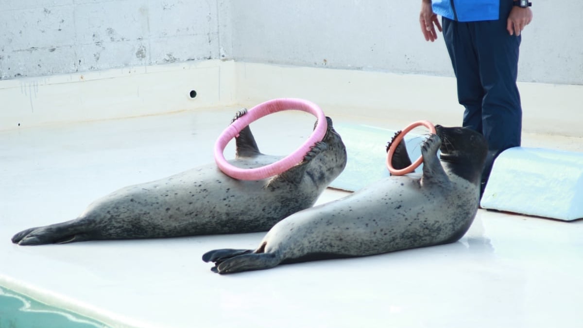 おたる水族館の楽しみ方｜ペンギンショー🐧迫力のドドショーなど見どころ徹底解説！ – skyticket 観光ガイド