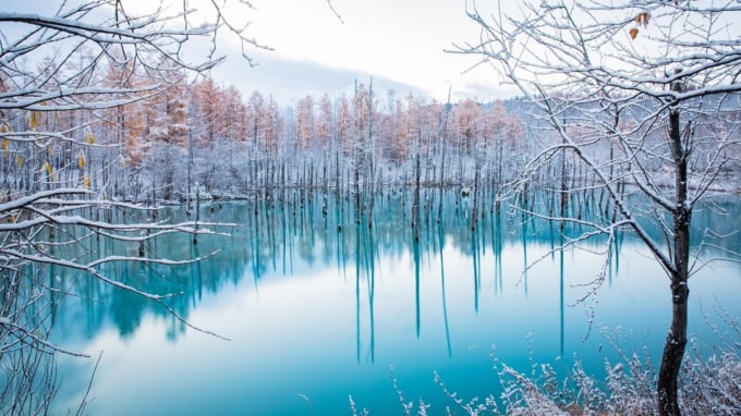 美瑛 青い池 はなぜ青い 冬の雪景色やライトアップ情報もご紹介 Skyticket 観光ガイド