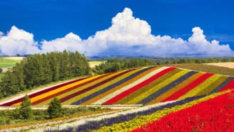 展望花畑 四季彩の丘