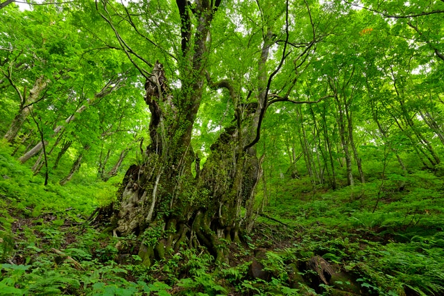 都心から近いのに自然を感じられる上野原市の観光スポット8選