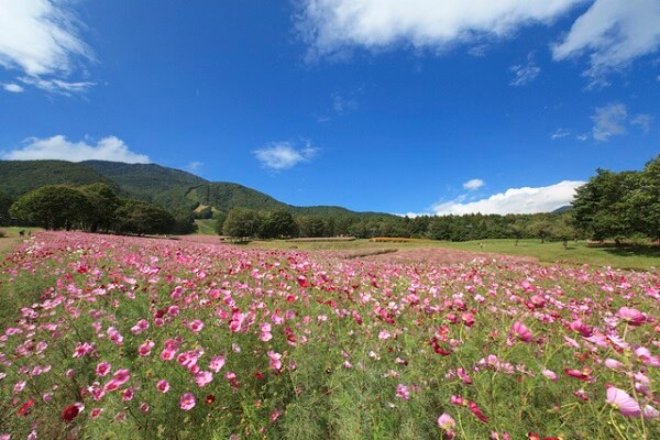 自然豊かな黒姫高原の恵み 長野県信濃町のオススメ土産を紹介 Skyticket 観光ガイド