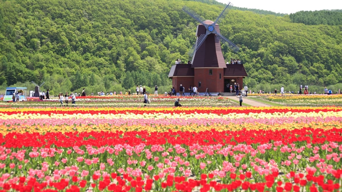 かみゆうべつチューリップ公園🌷かみゆうべつチューリップフェアの