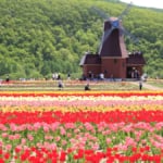 かみゆうべつチューリップ公園