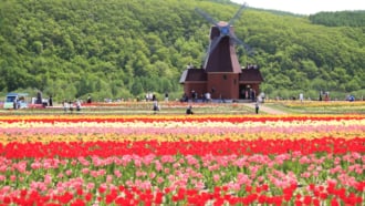 かみゆうべつチューリップ公園