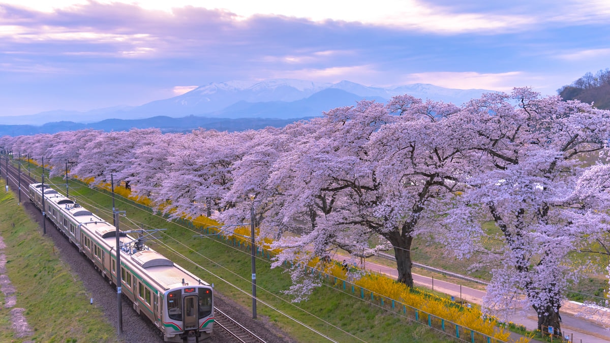 宮城随一の桜の名所 白石川沿いの一目千本桜の観光ガイド 決定版 Skyticket 観光ガイド