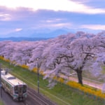 JR東北本線と一目千本桜