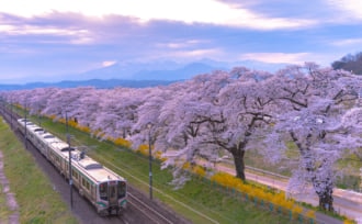 JR東北本線と一目千本桜