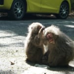 ヤクザル（屋久島西部林道をドライブ）