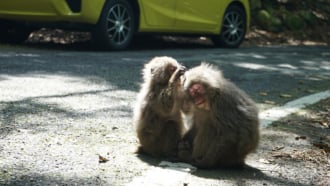 ヤクザル（屋久島西部林道をドライブ）