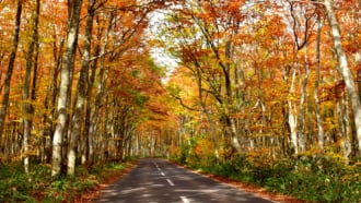 十和田八幡平国立公園の紅葉