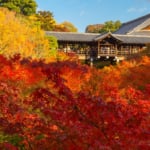 京都 東福寺「錦の雲海」