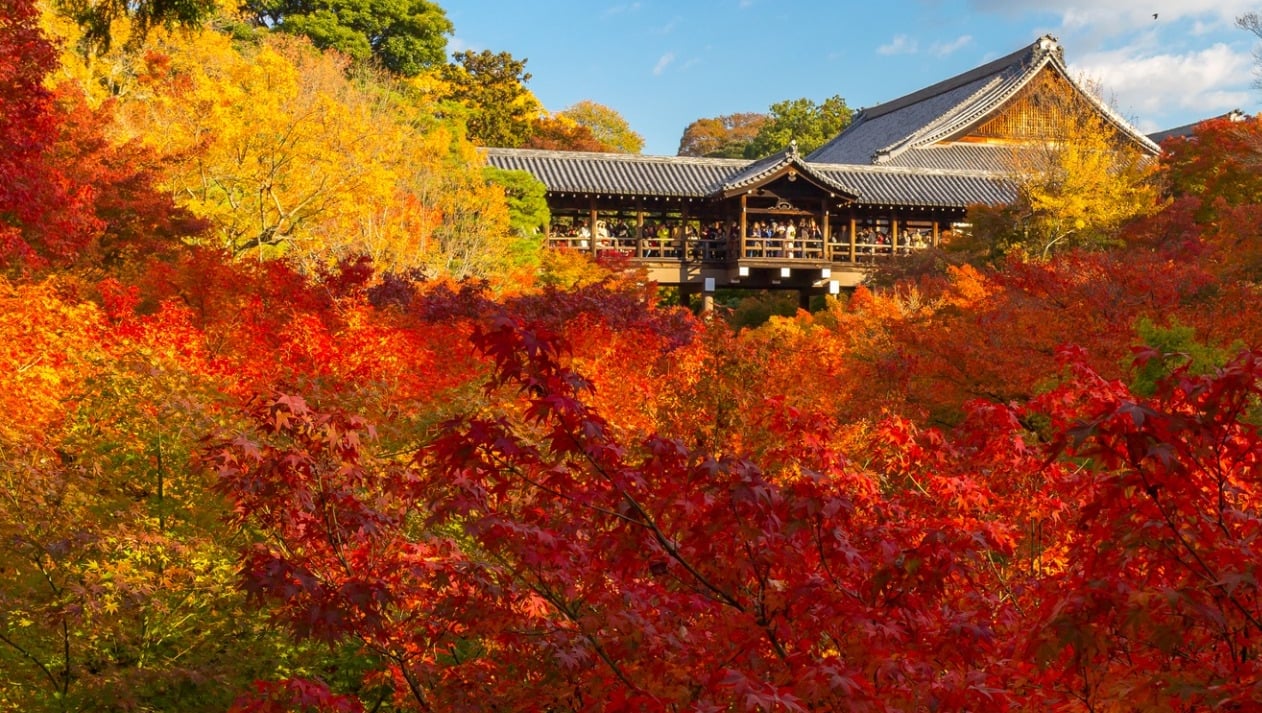 京都 東福寺 で紅葉観光 錦の雲海を通天橋と臥雲橋から見る幸せ Skyticket 観光ガイド