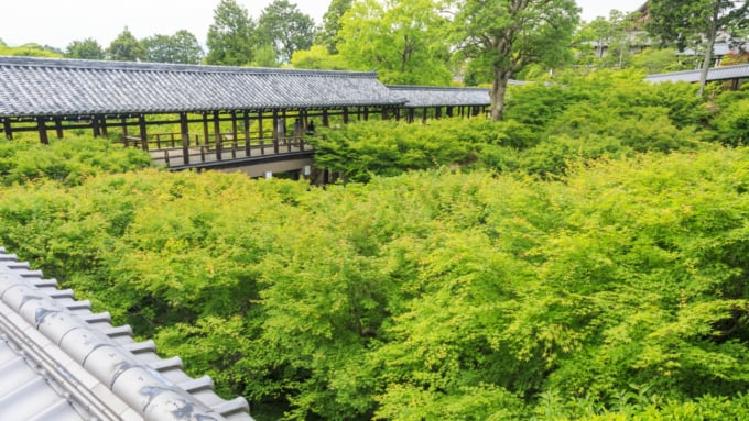 京都 東福寺 で紅葉観光 錦の雲海を通天橋と臥雲橋から見る幸せ Skyticket 観光ガイド