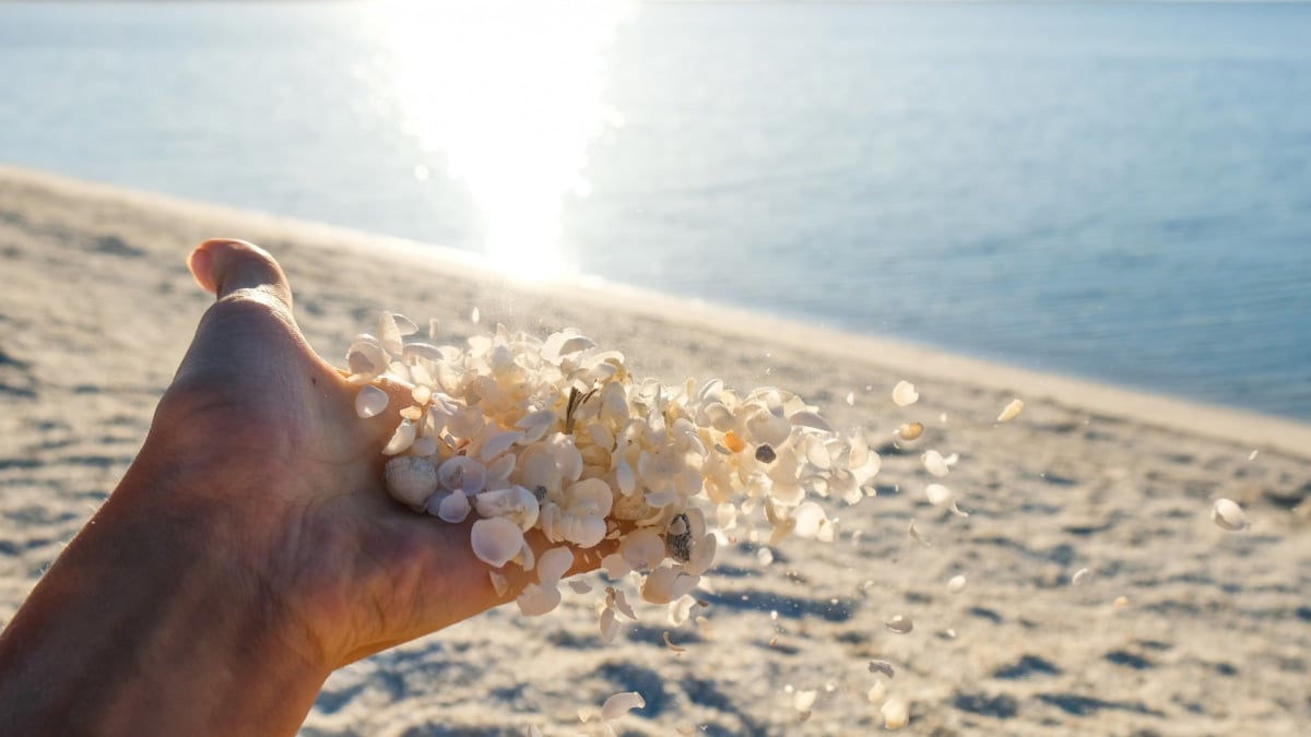 シェルビーチ」世界遺産シャークベイに見渡す限り貝殻だけの絶景があっ