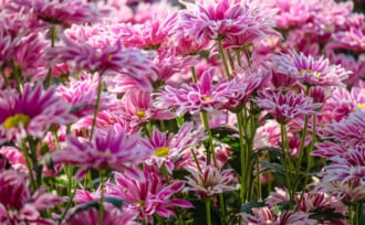 タイのワンナムキアオの菊