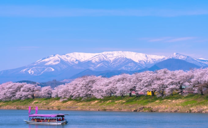 宮城随一の桜の名所！白石川沿いの一目千本桜の観光ガイド【決定版 