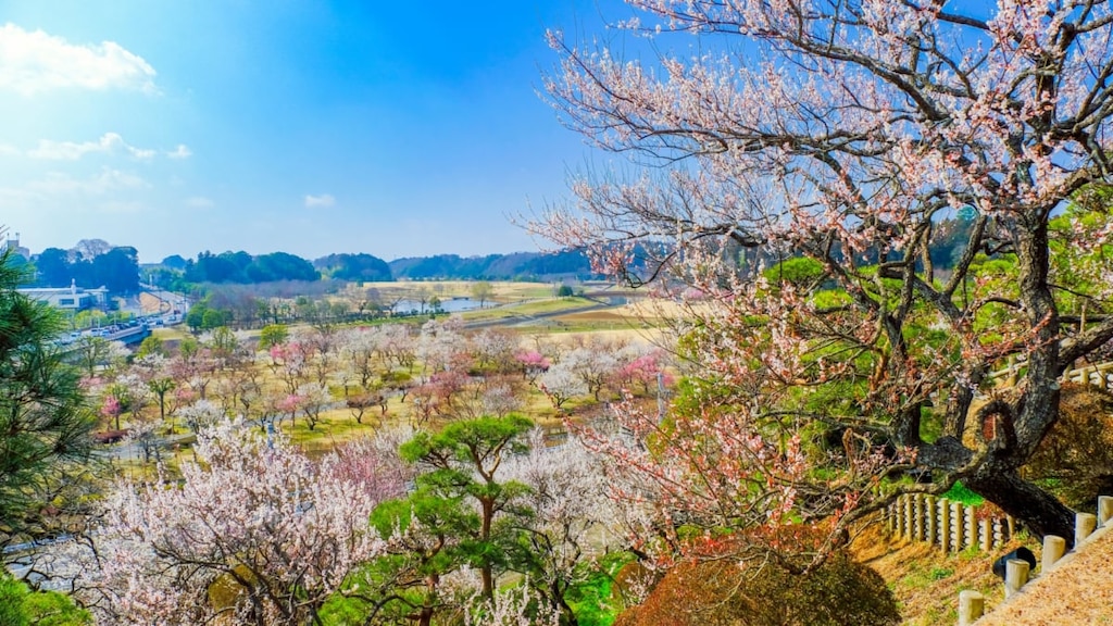【水戸観光の定番スポット】日本三名園・偕楽園はのんびり散策するのが吉！