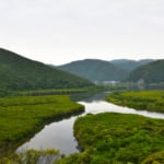 貴重なマングローブの林