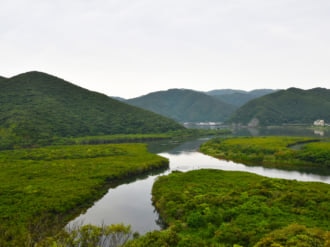 貴重なマングローブの林