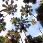 タイ国 ウドンタニ県 バンドン地区 原生林