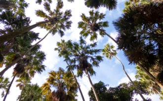 タイ国 ウドンタニ県 バンドン地区 原生林